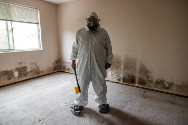 Professional Mold Removal in Royal Palm Estates, FL