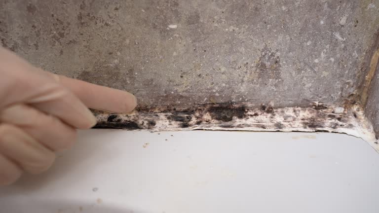 Mold Odor Removal Services in Royal Palm Estates, FL