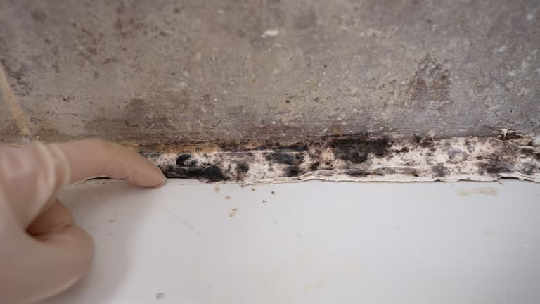  Royal Palm Estates, FL Mold Removal Pros