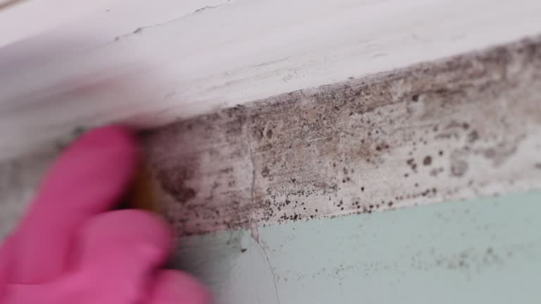 Best Attic Mold Removal  in Royal Palm Estates, FL